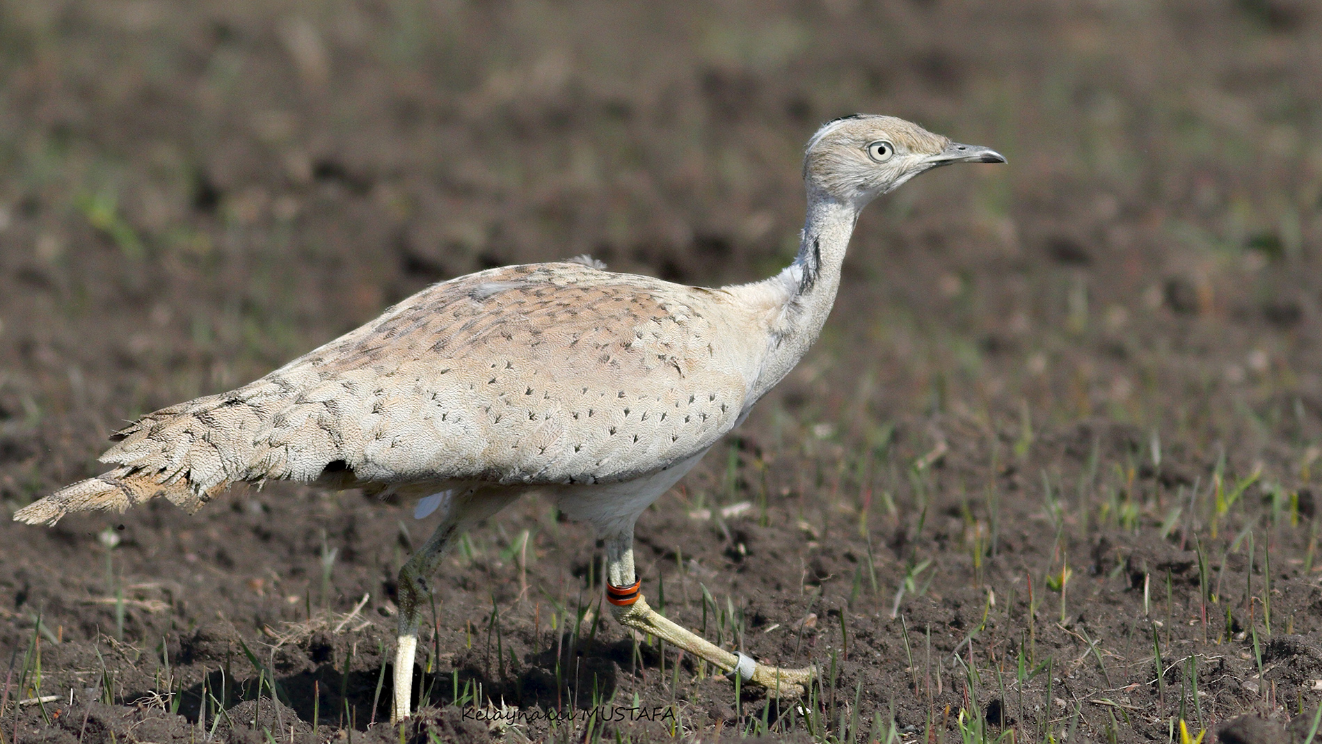 Yakalı toy » Macqueen`s Bustard » Chlamydotis macqueenii