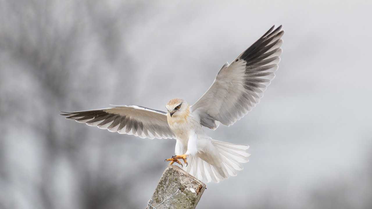 Ak çaylak » Black-winged Kite » Elanus caeruleus