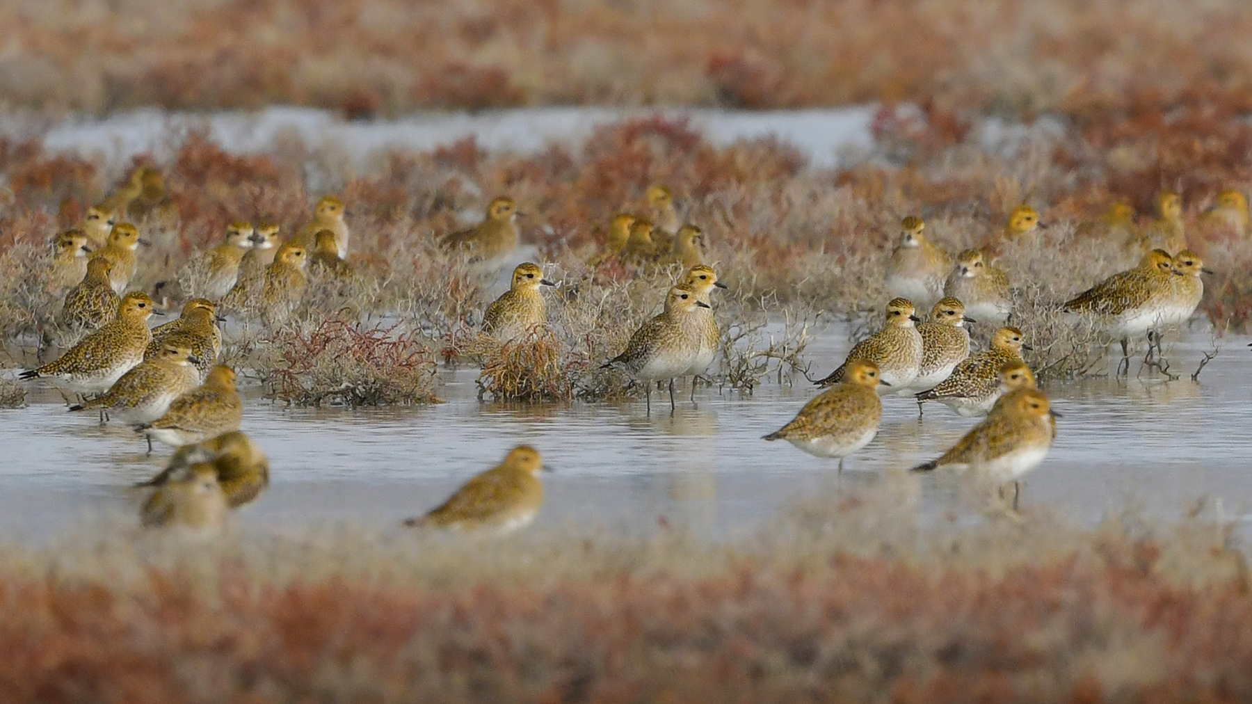 Altın yağmurcun » European Golden Plover » Pluvialis apricaria