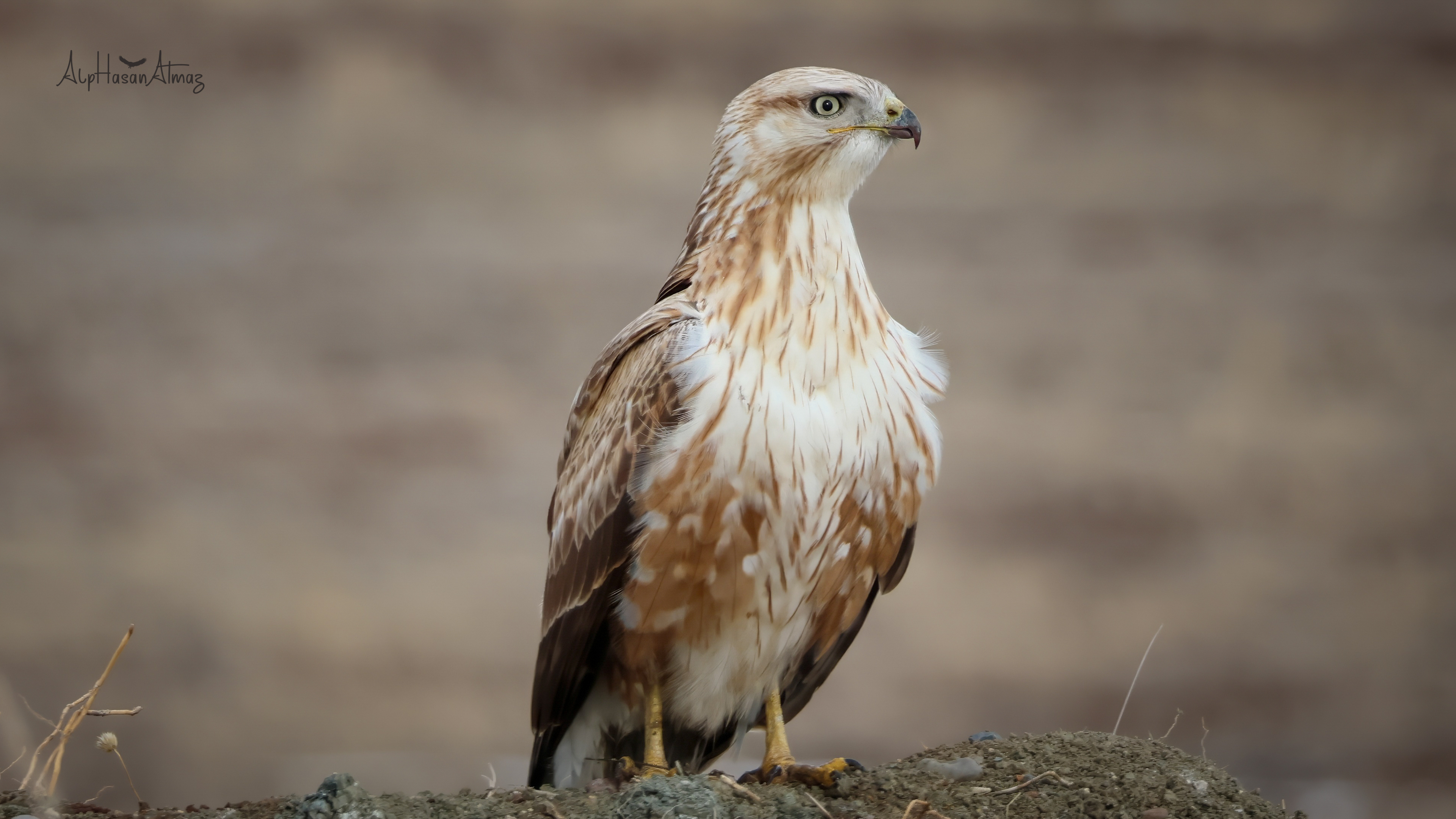 Kızıl şahin » Long-legged Buzzard » Buteo rufinus