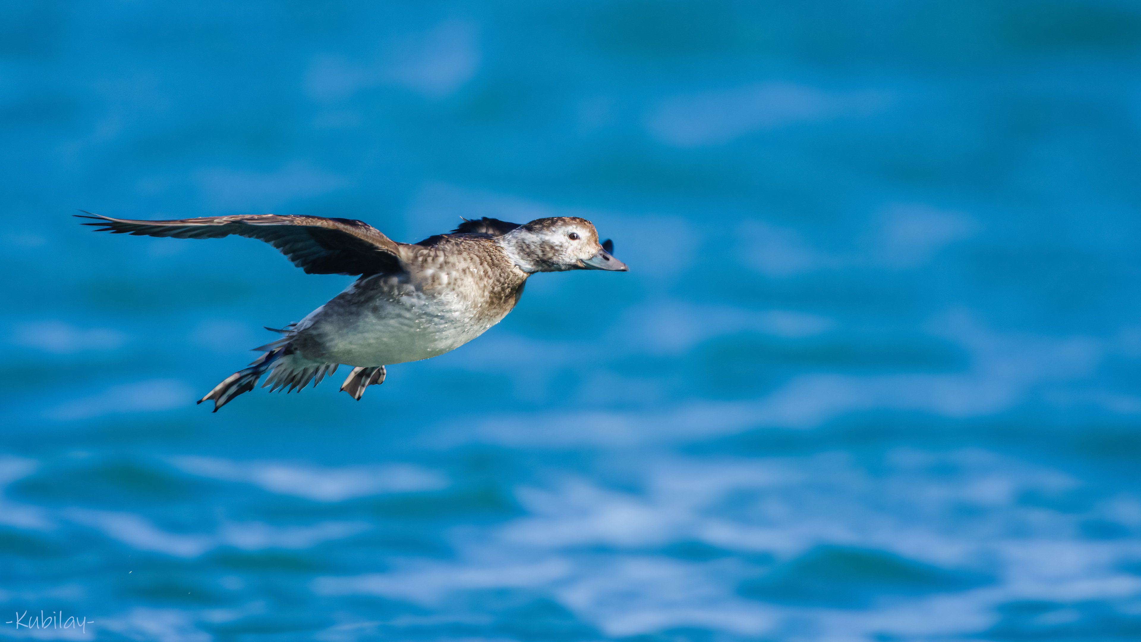 Telkuyruk » Long-tailed Duck » Clangula hyemalis