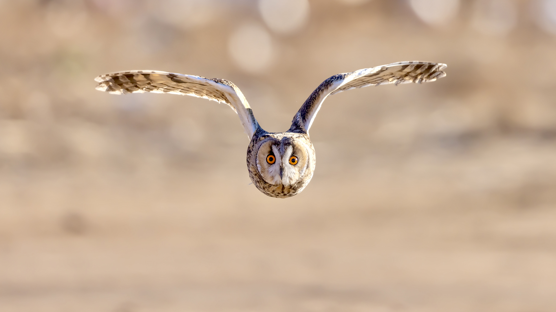 Kulaklı orman baykuşu » Long-eared Owl » Asio otus