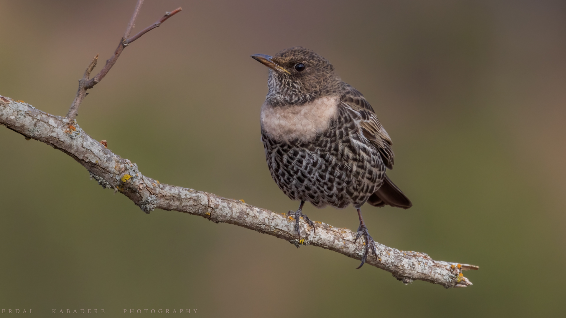 Boğmaklı ardıç » Ring Ouzel » Turdus torquatus