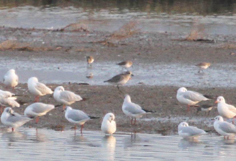 Ak kumkuşu » Sanderling » Calidris alba