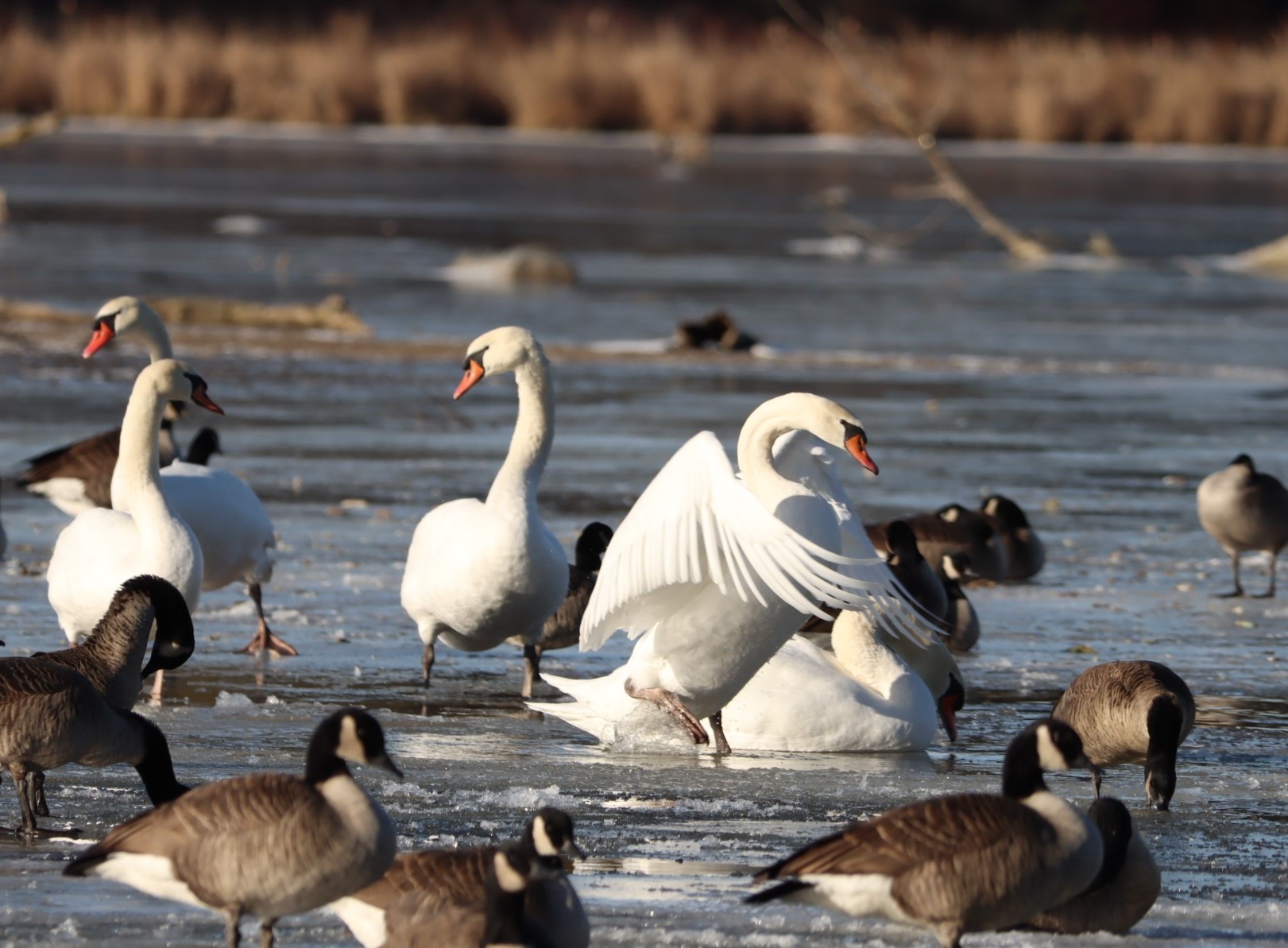 Kuğu » Mute Swan » Cygnus olor
