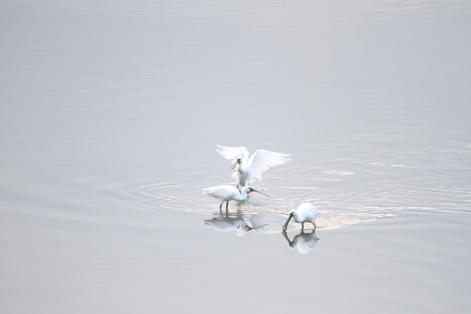 Kaşıkçı » Eurasian Spoonbill » Platalea leucorodia