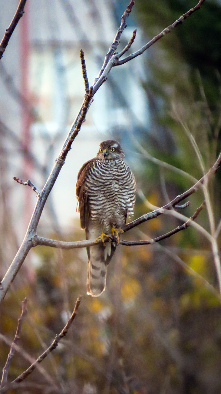 Atmaca » Eurasian Sparrowhawk » Accipiter nisus