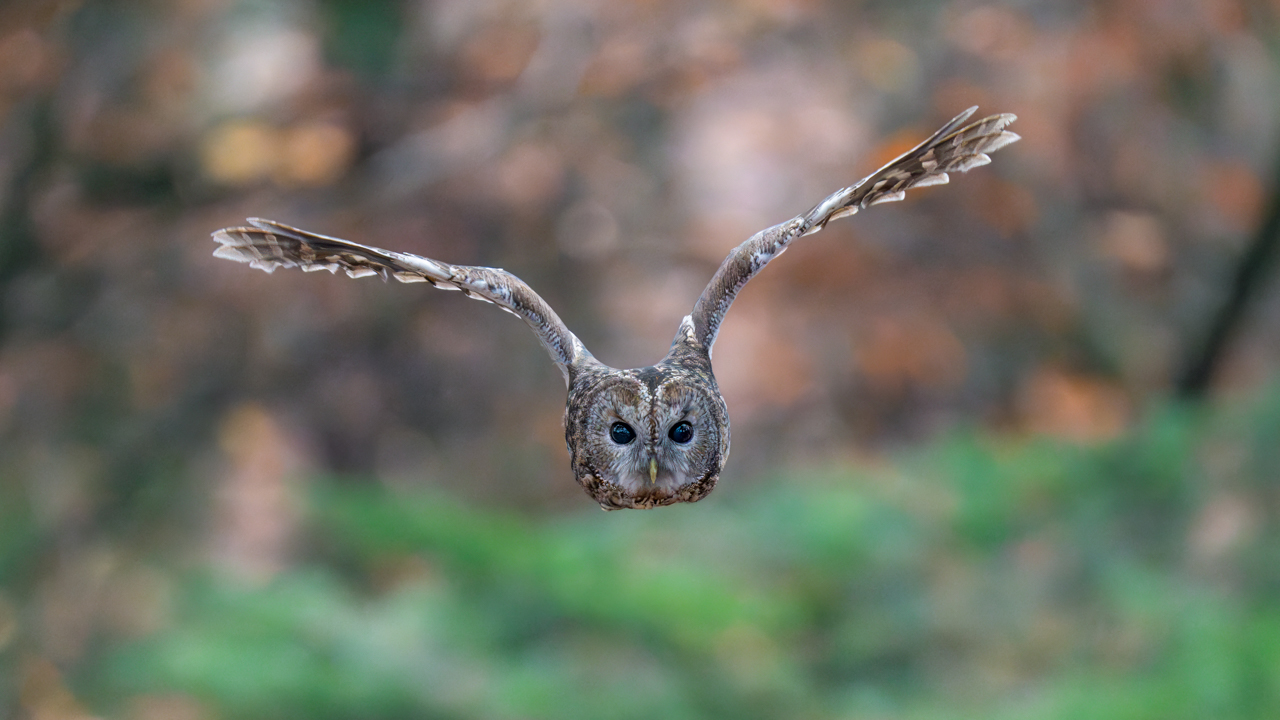 Alaca baykuş » Tawny Owl » Strix aluco