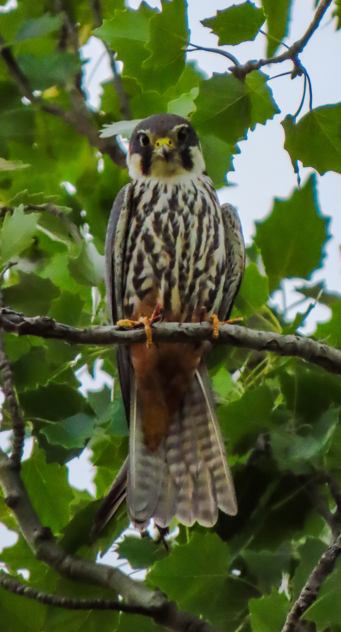 Delice doğan » Eurasian Hobby » Falco subbuteo