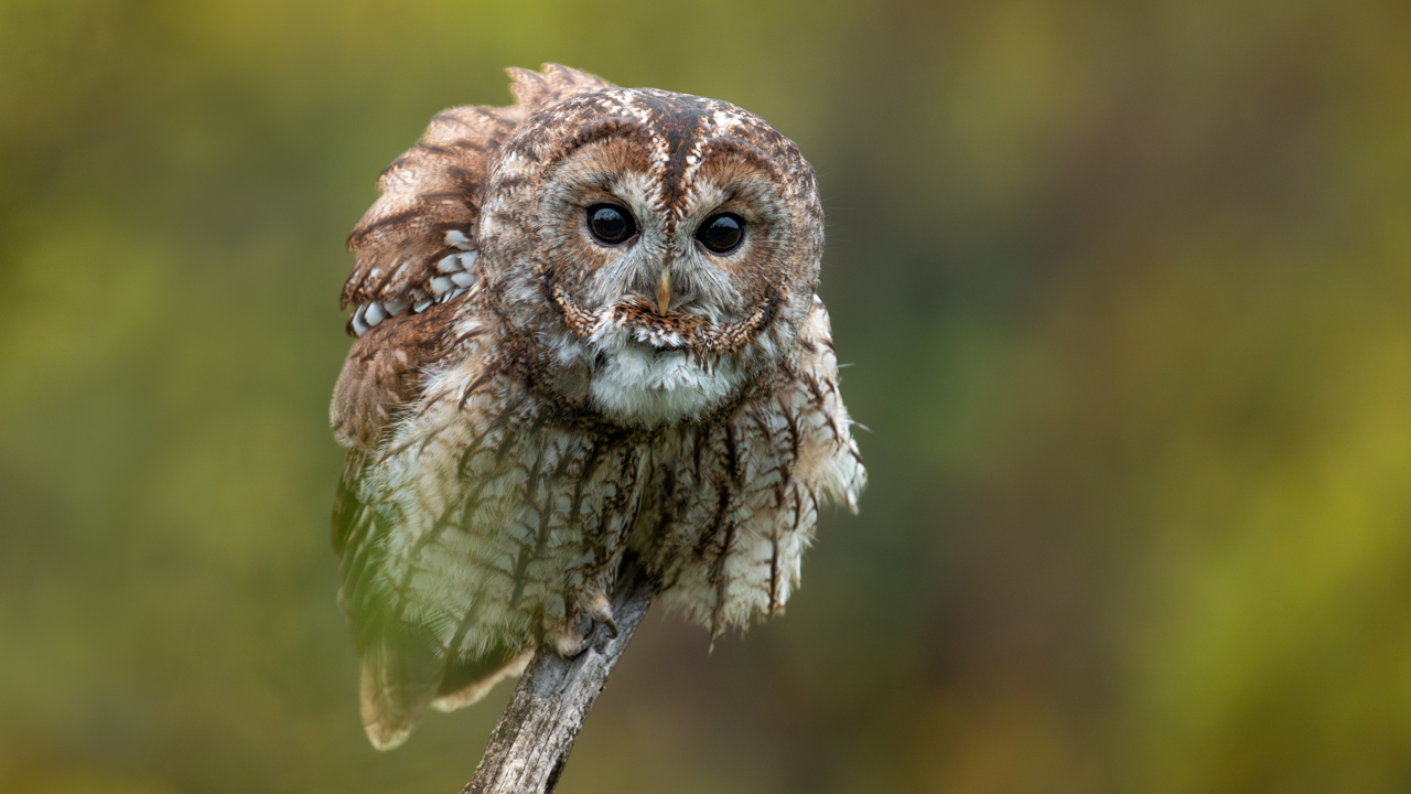 Alaca baykuş » Tawny Owl » Strix aluco