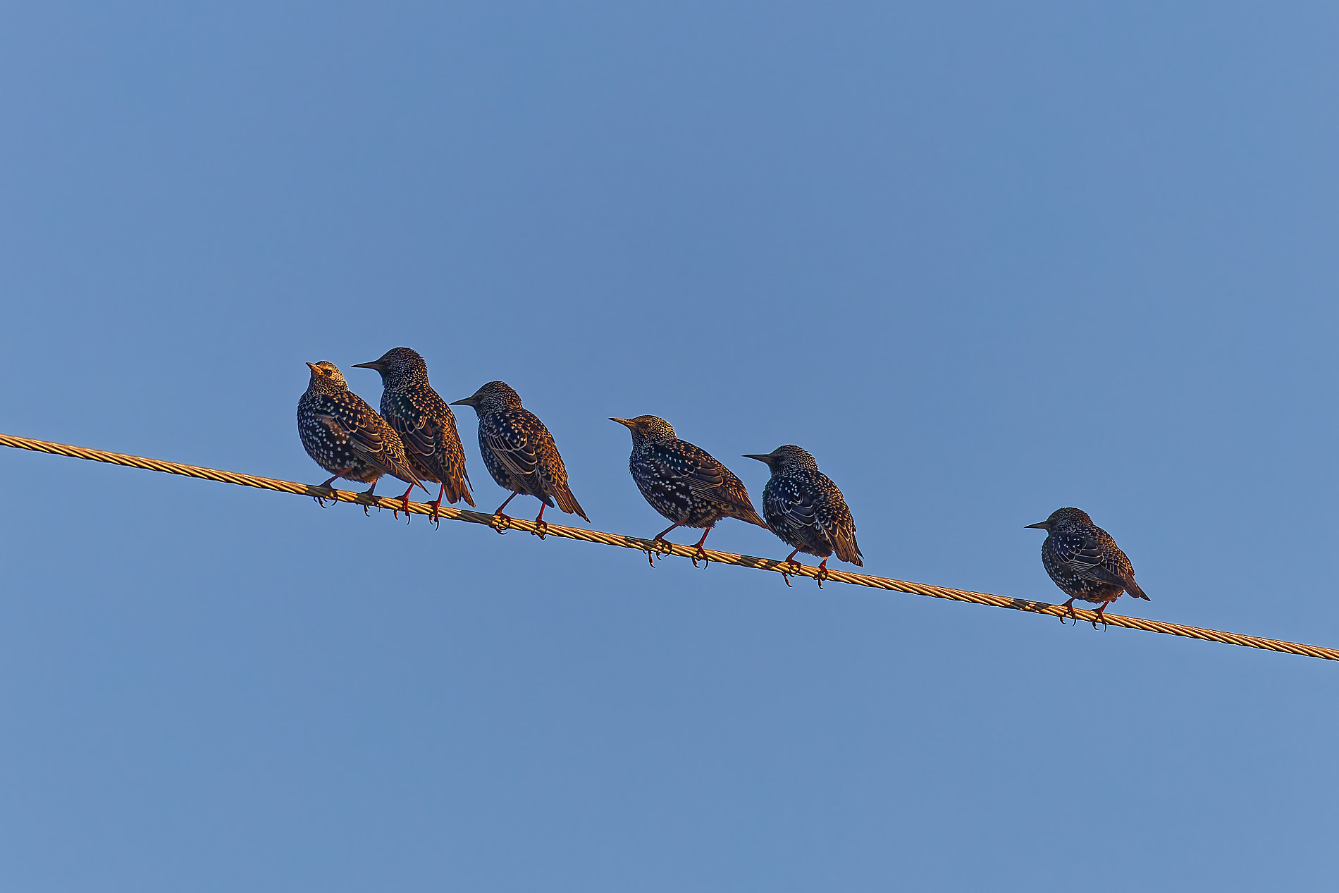 Sığırcık » Common Starling » Sturnus vulgaris