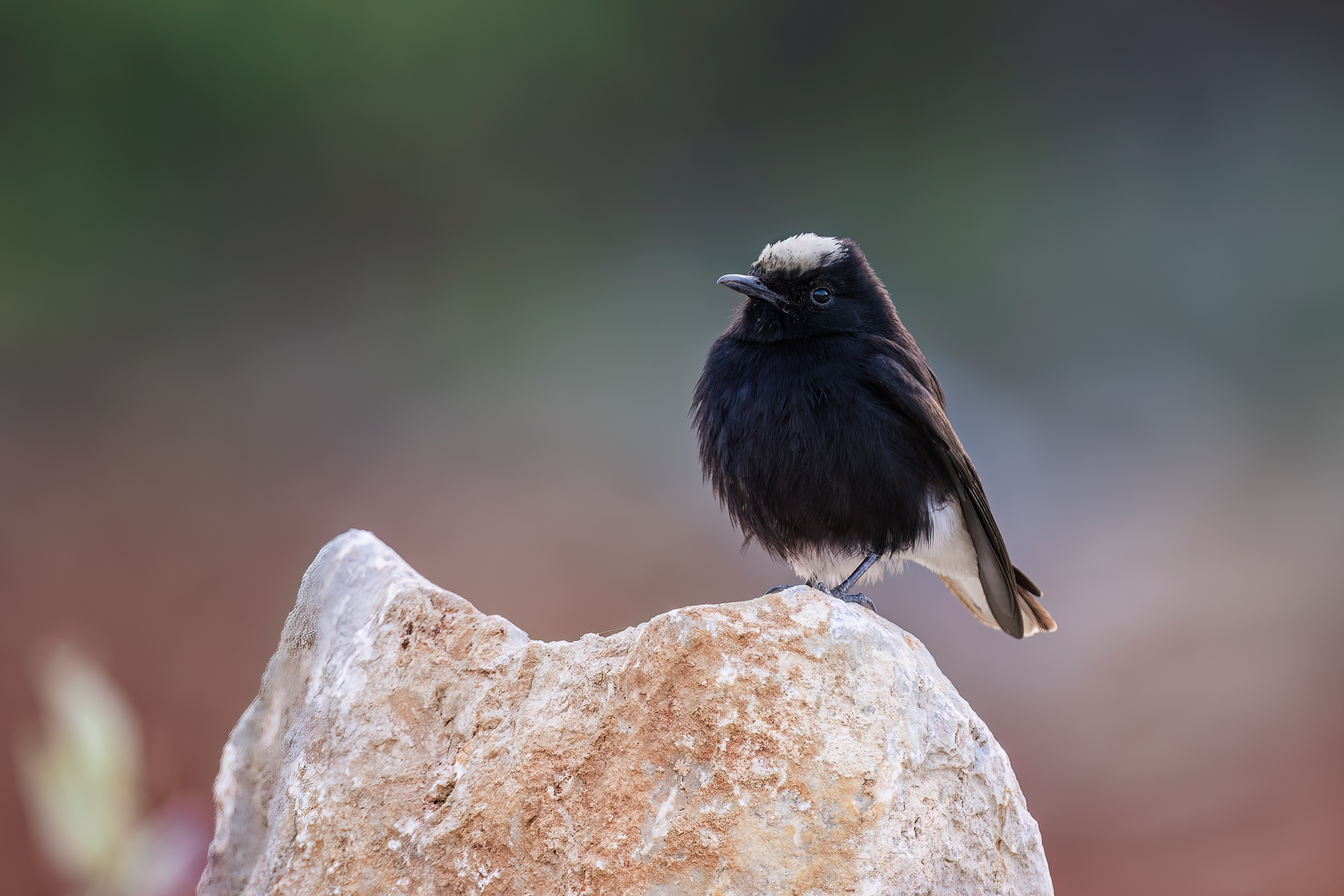 Aktepeli kuyrukkakan » White-crowned Wheatear » Oenanthe leucopyga