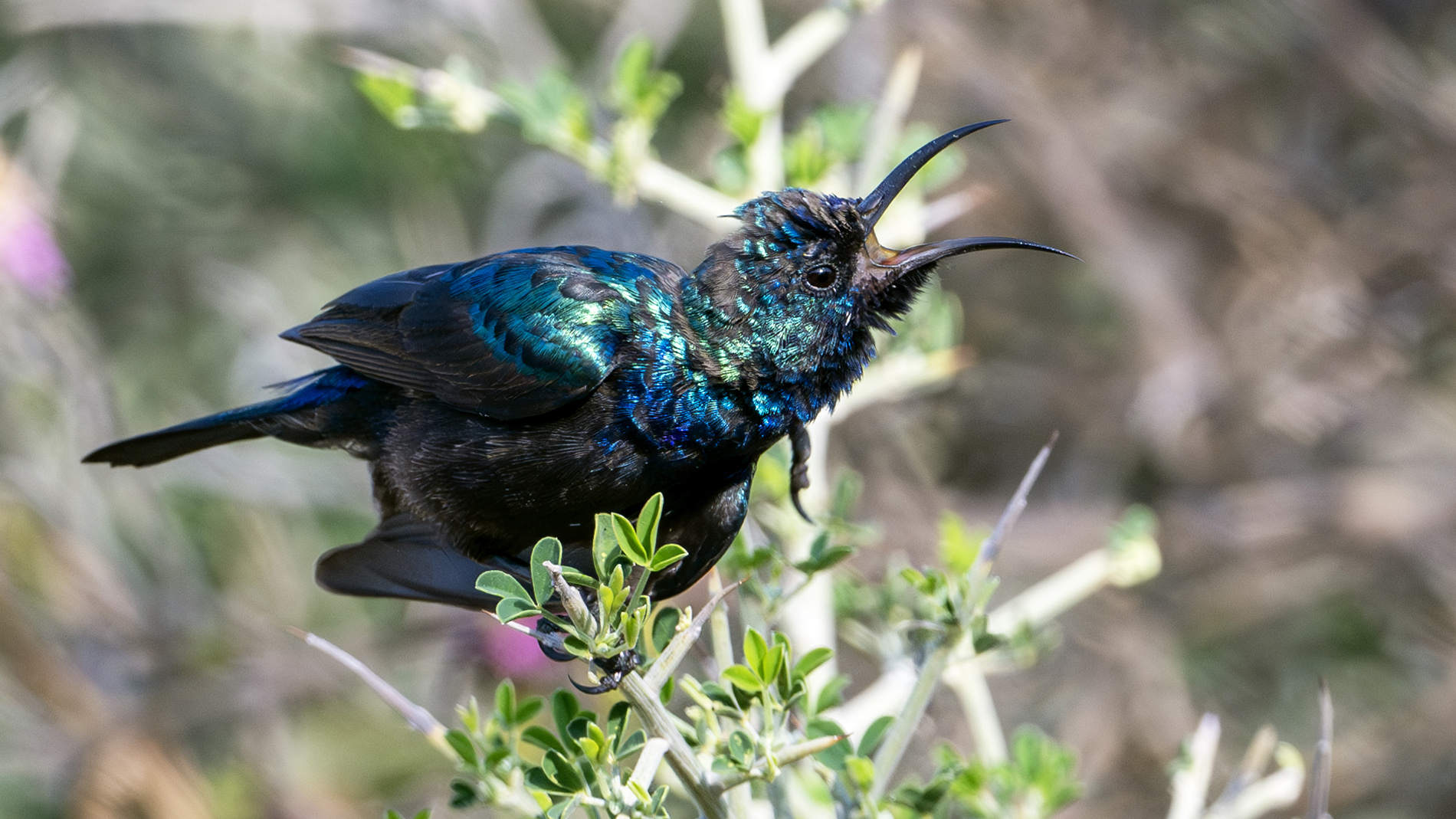 Filistin nektarkuşu » Palestine Sunbird » Cinnyris osea