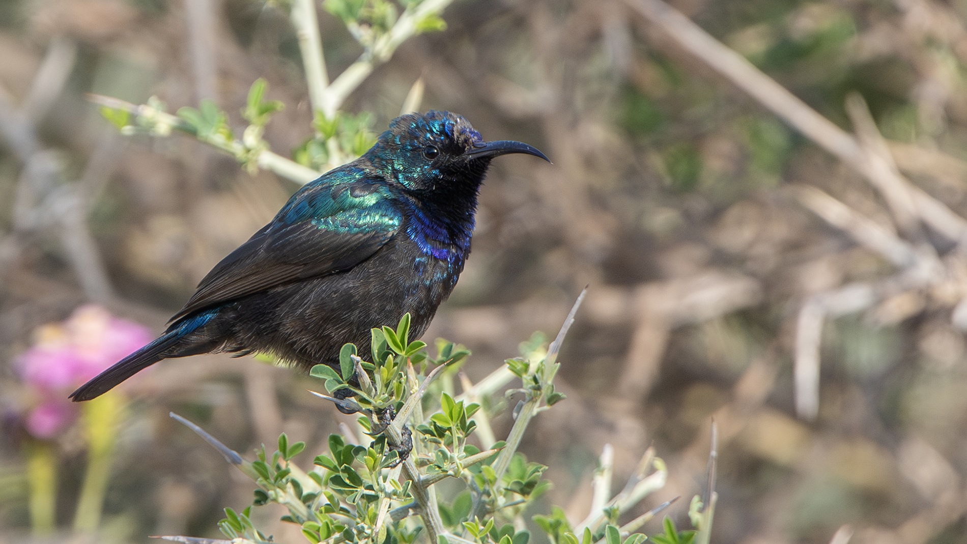 Filistin nektarkuşu » Palestine Sunbird » Cinnyris osea