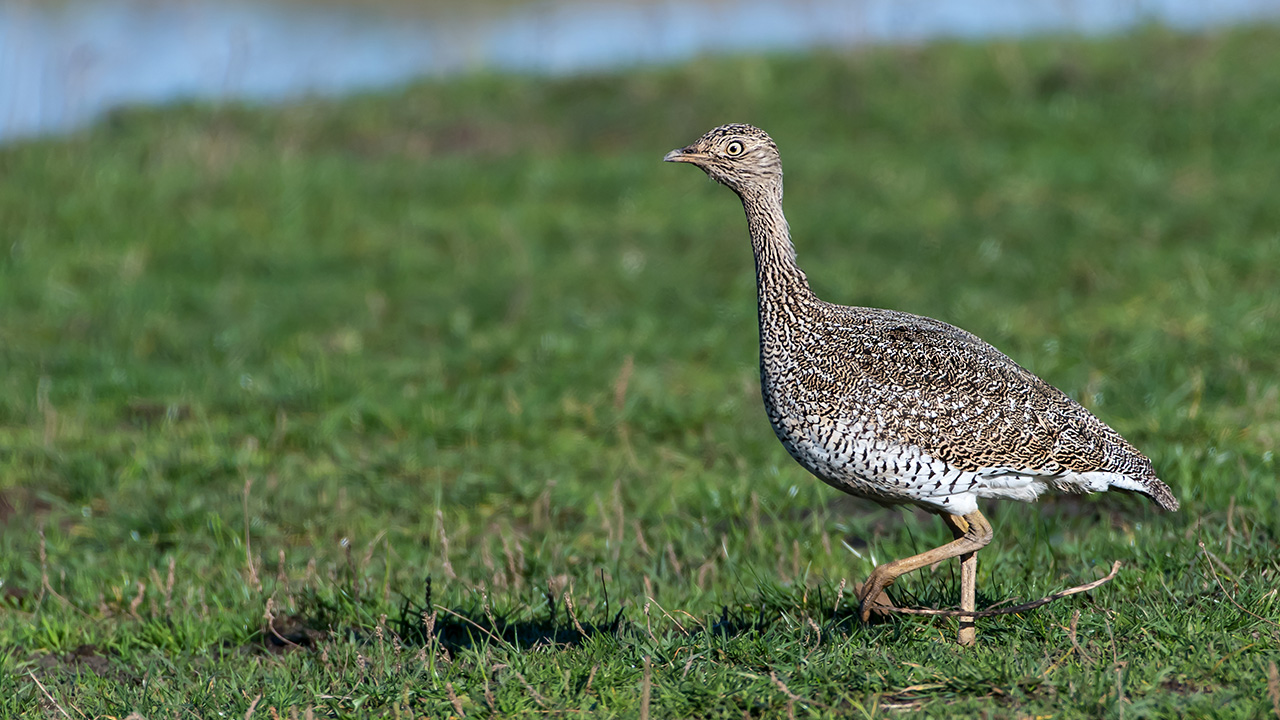 Mezgeldek » Little Bustard » Tetrax tetrax