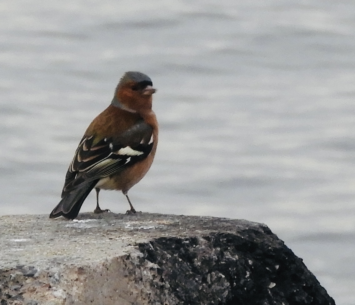 İspinoz » Common Chaffinch » Fringilla coelebs