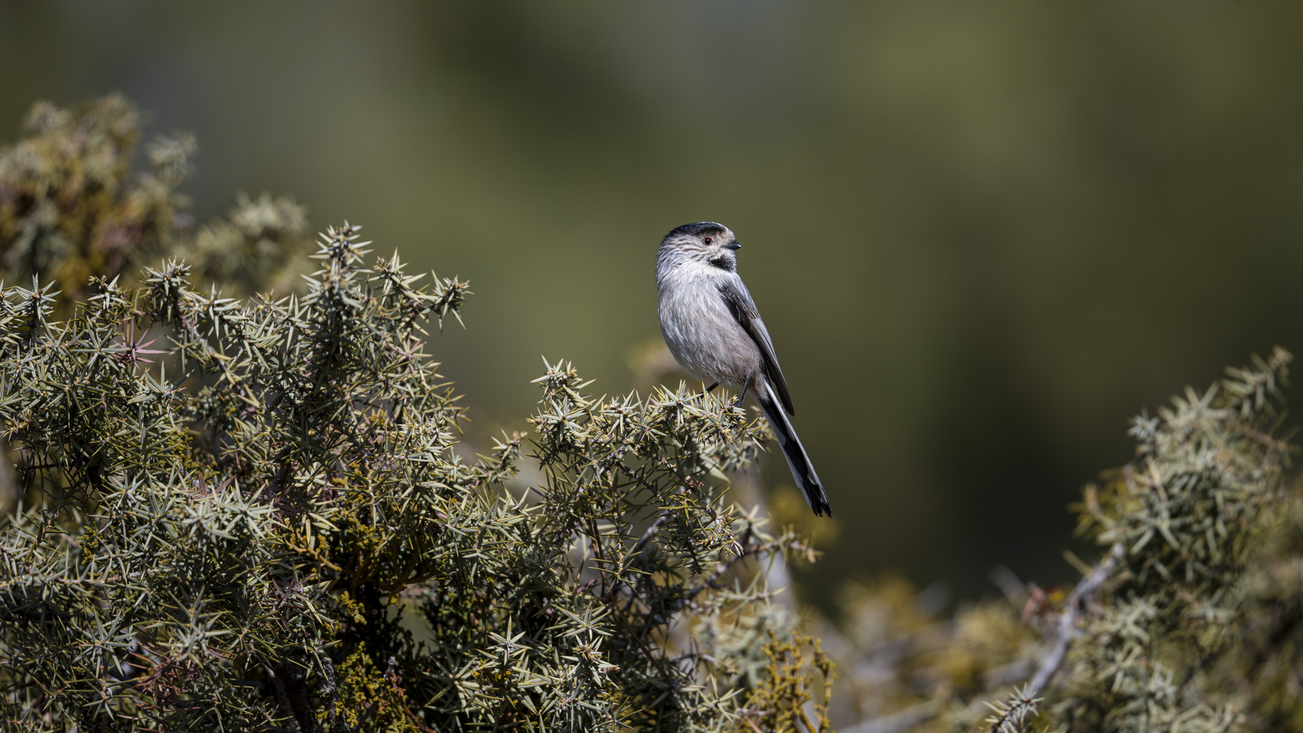 Uzunkuyruklu baştankara » Long-tailed Tit » Aegithalos caudatus