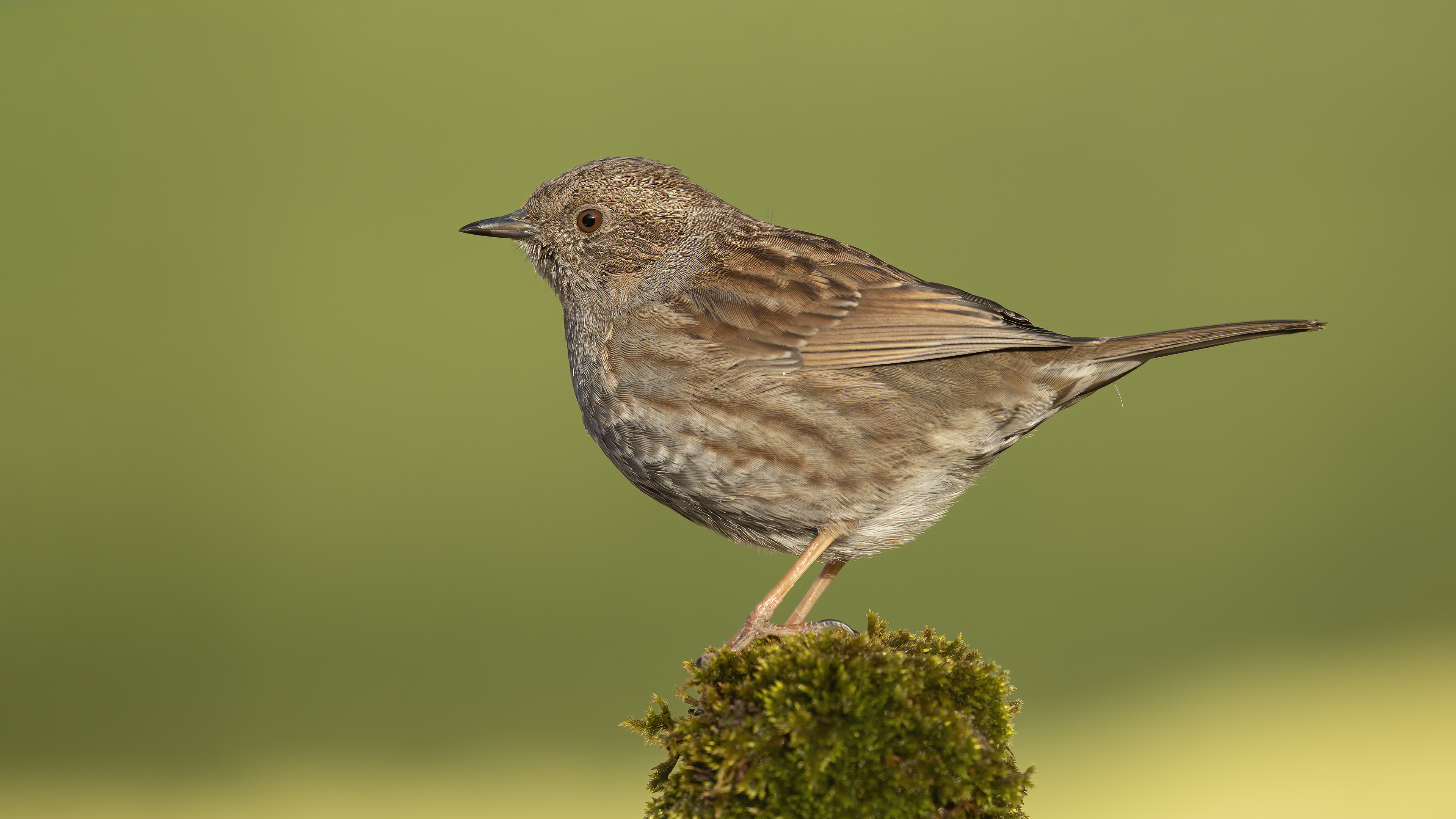 Dağbülbülü » Dunnock » Prunella modularis