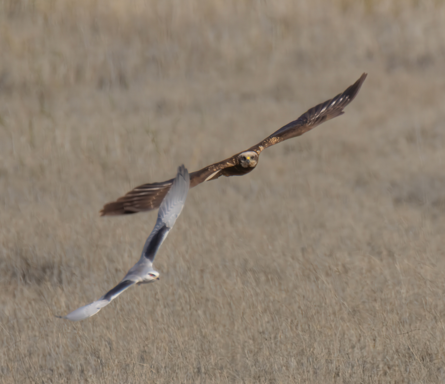 Ak çaylak » Black-winged Kite » Elanus caeruleus