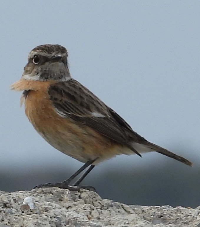 Taşkuşu » European Stonechat » Saxicola rubicola