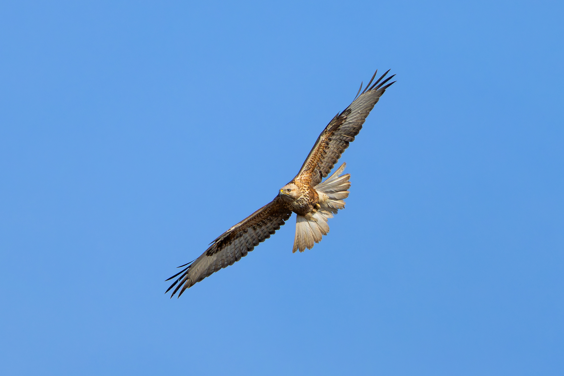 Kızıl şahin » Long-legged Buzzard » Buteo rufinus