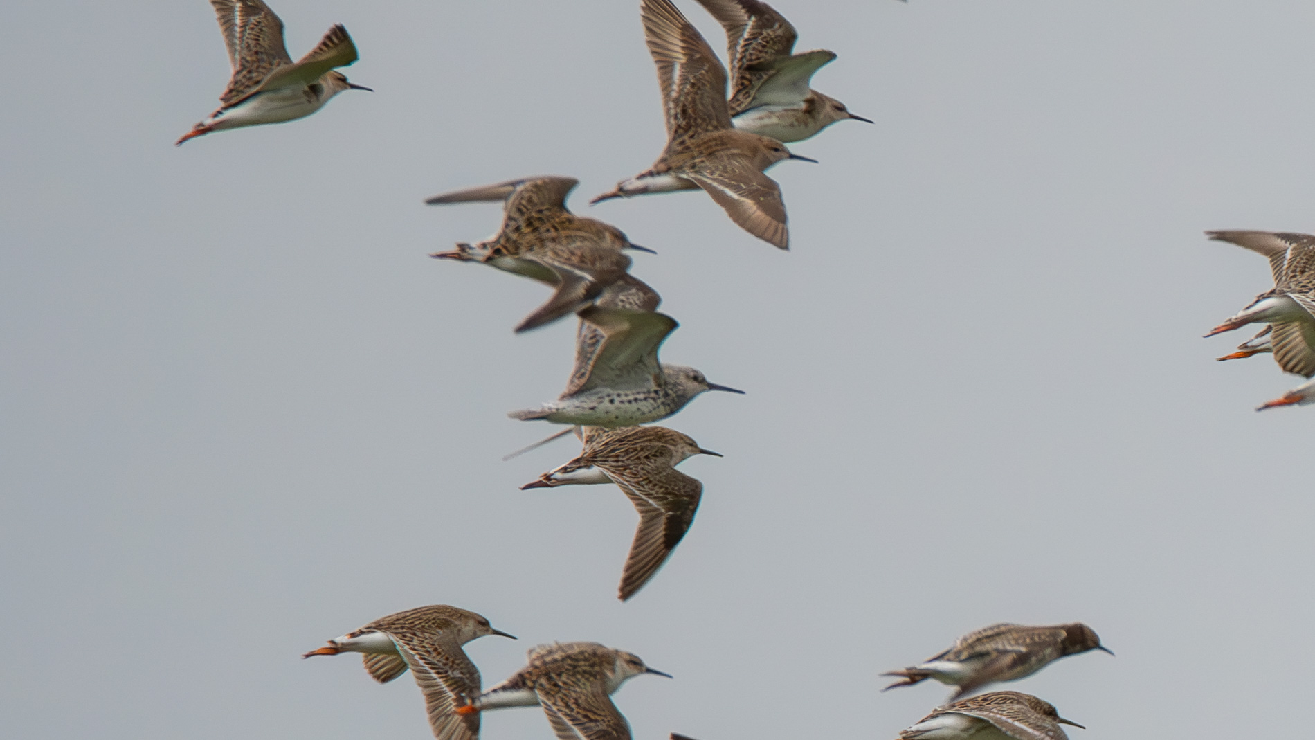 Benekli kumkuşu » Great Knot  » Calidris tenuirostris