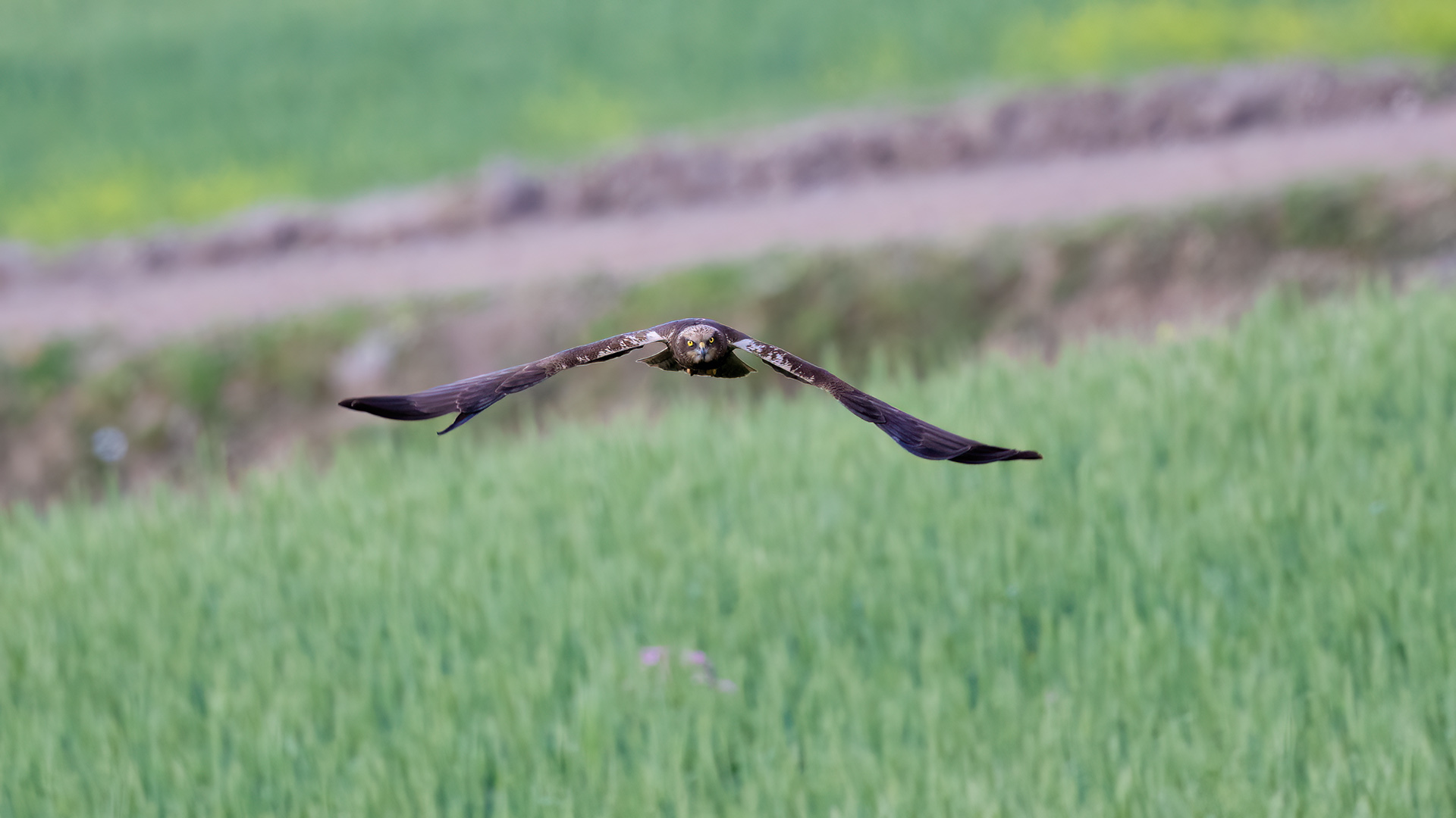 Saz delicesi