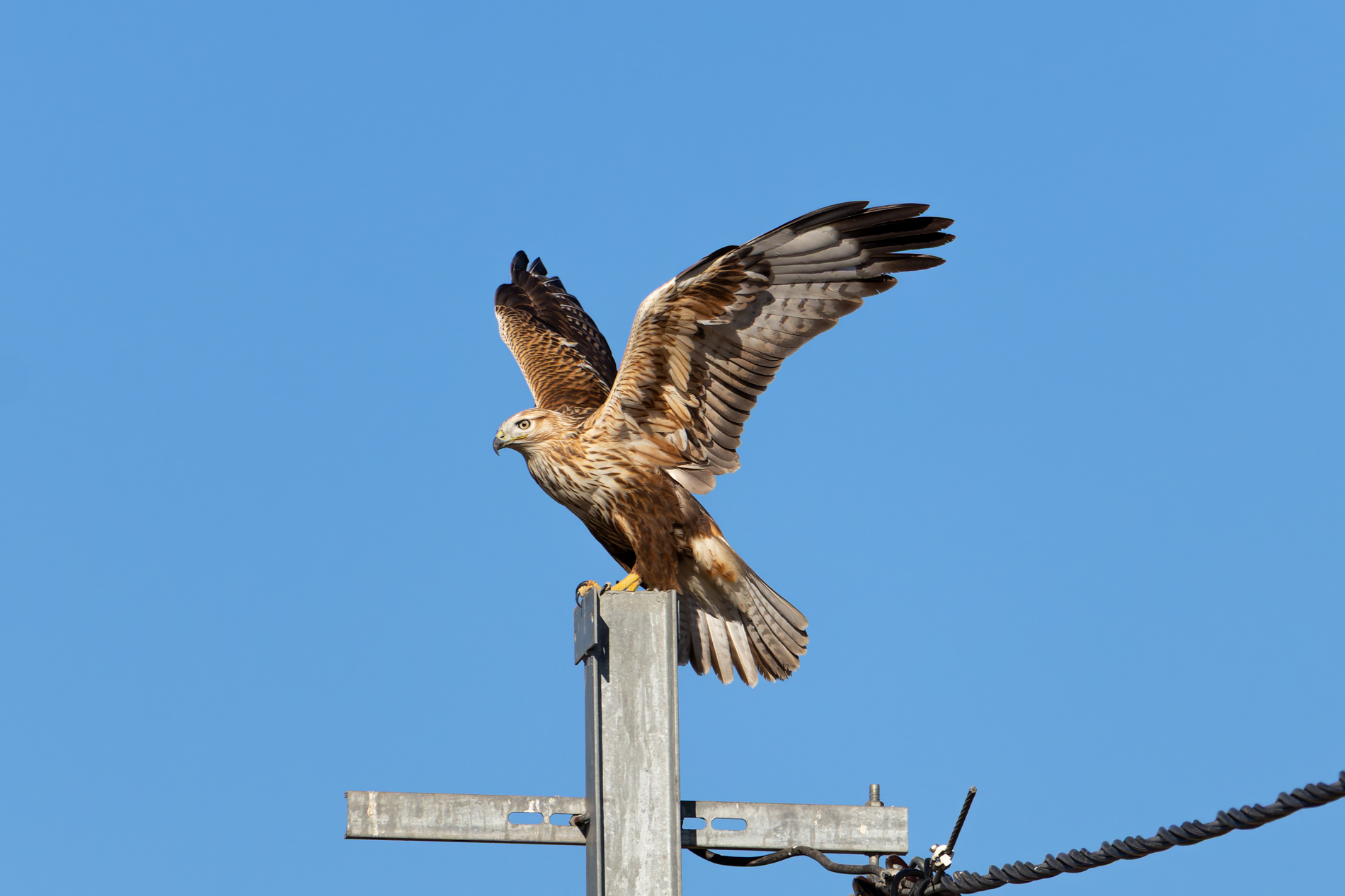 Kızıl şahin » Long-legged Buzzard » Buteo rufinus