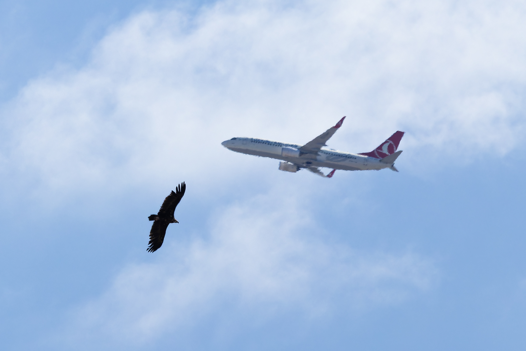 Kara akbaba » Cinereous Vulture » Aegypius monachus