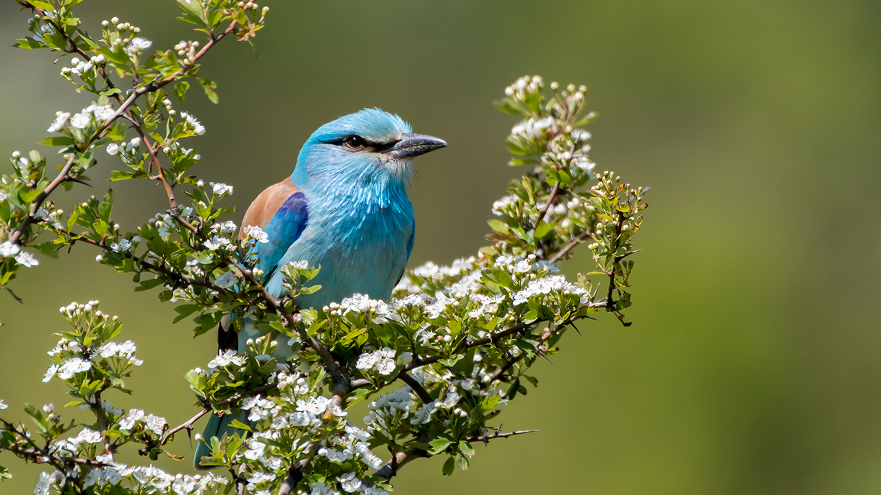 Gökkuzgun » European Roller » Coracias garrulus