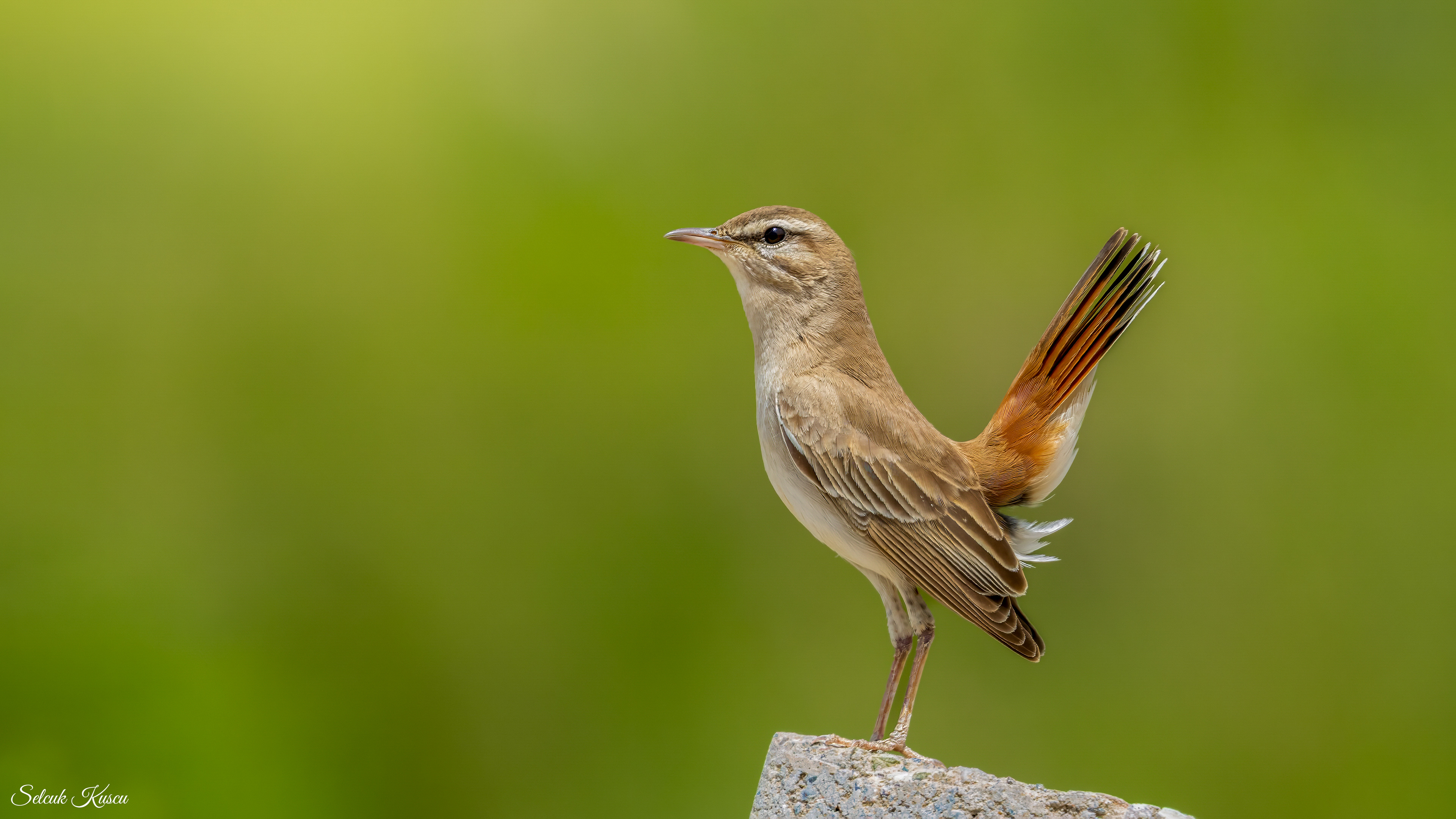 Çalıbülbülü » Rufous-tailed Scrub Robin » Cercotrichas galactotes