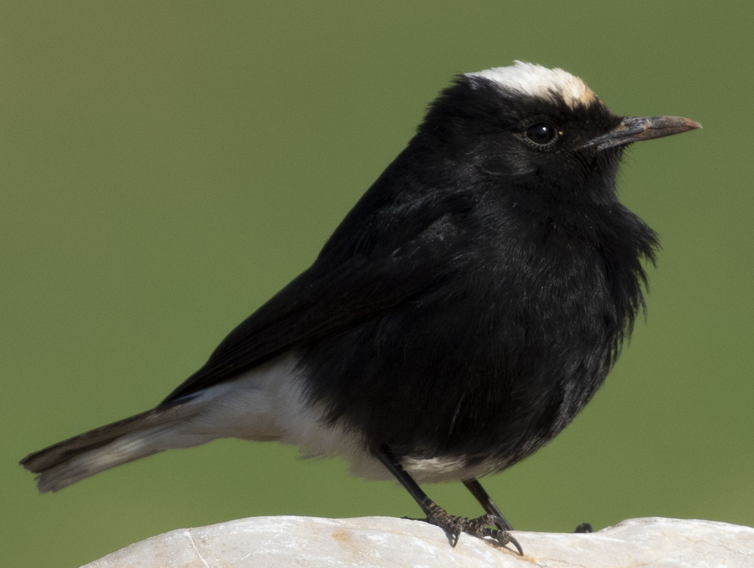 Aktepeli kuyrukkakan » White-crowned Wheatear » Oenanthe leucopyga