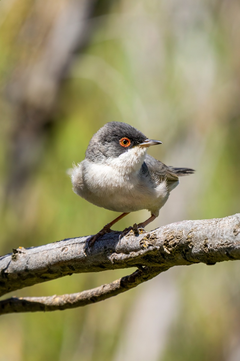 Pembegöğüslü ötleğen » Menetries`s Warbler » Sylvia mystacea
