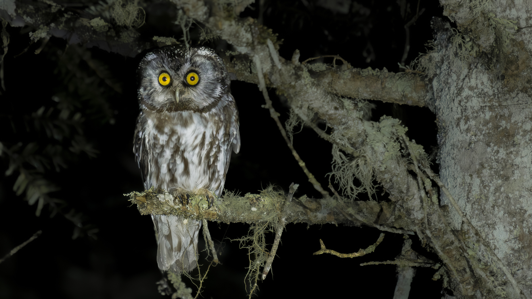 Paçalı baykuş » Boreal Owl » Aegolius funereus