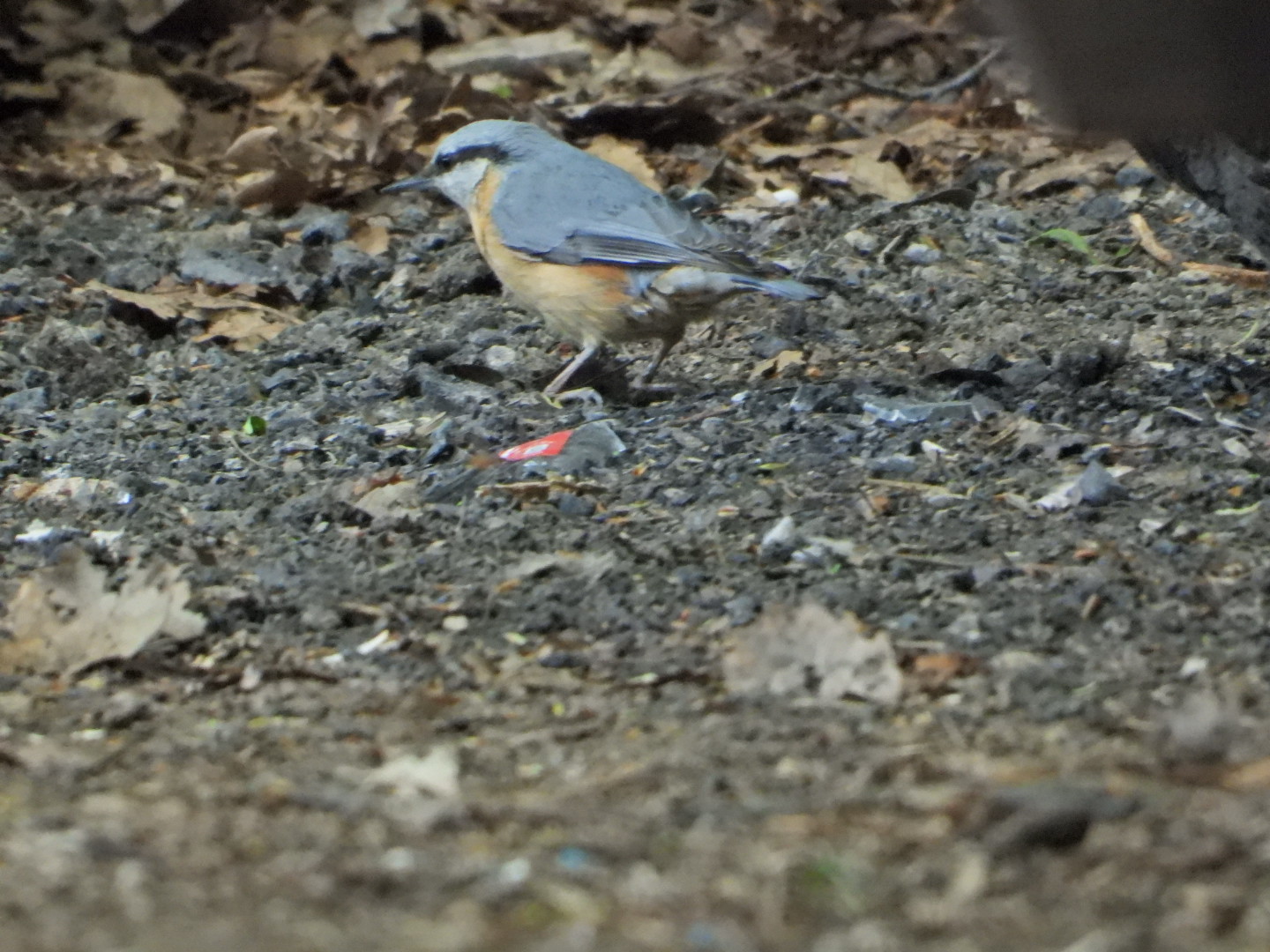 Sıvacı » Eurasian Nuthatch » Sitta europaea