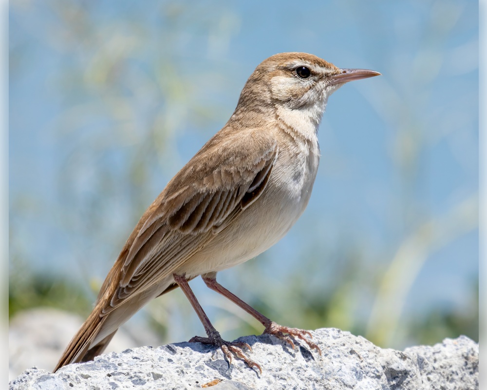 Çalıbülbülü » Rufous-tailed Scrub Robin » Cercotrichas galactotes