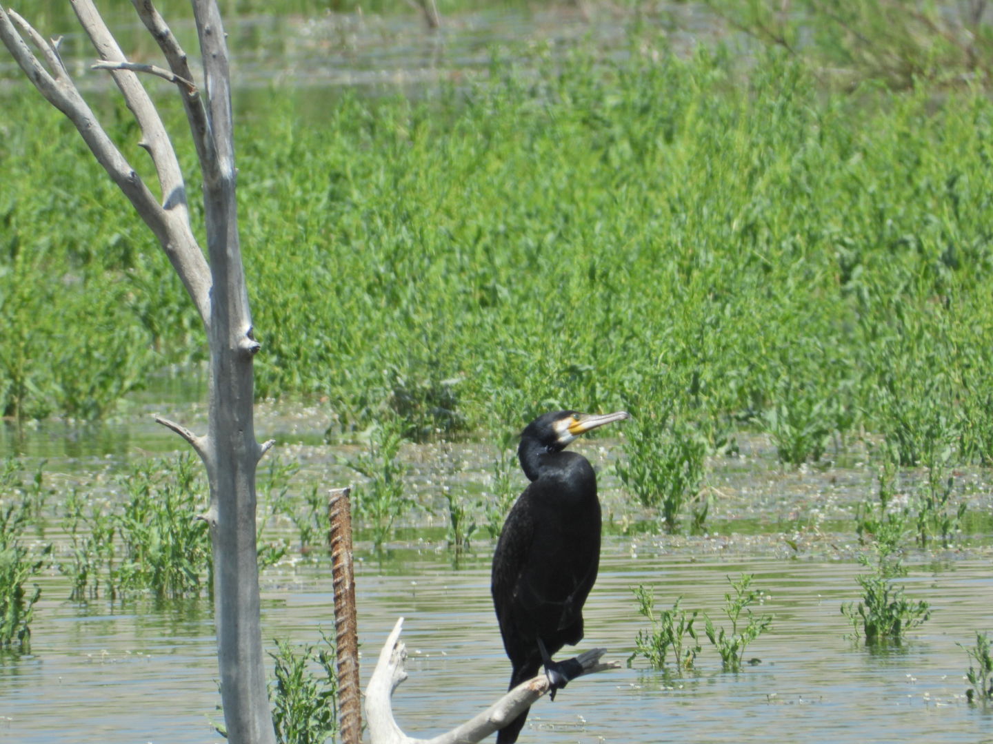 Karabatak » Great Cormorant » Phalacrocorax carbo