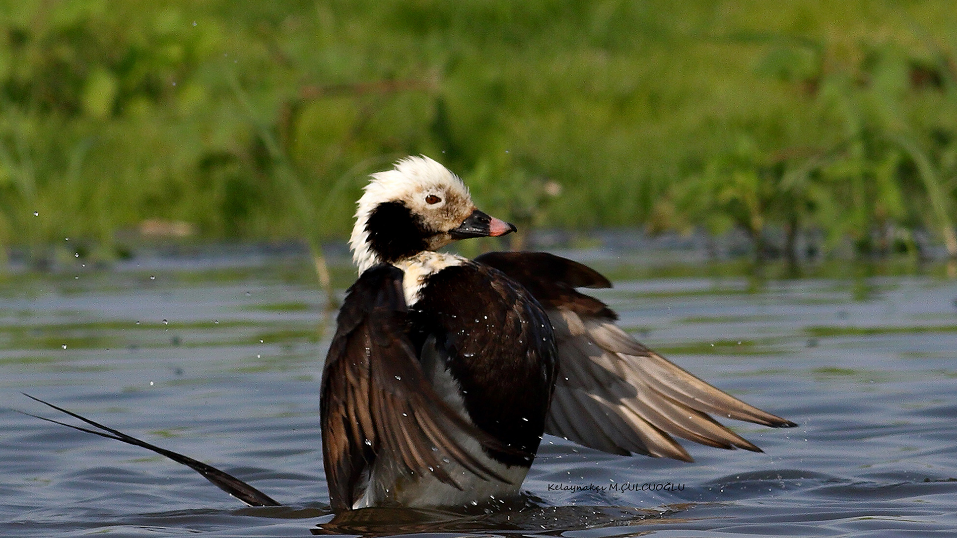Telkuyruk » Long-tailed Duck » Clangula hyemalis