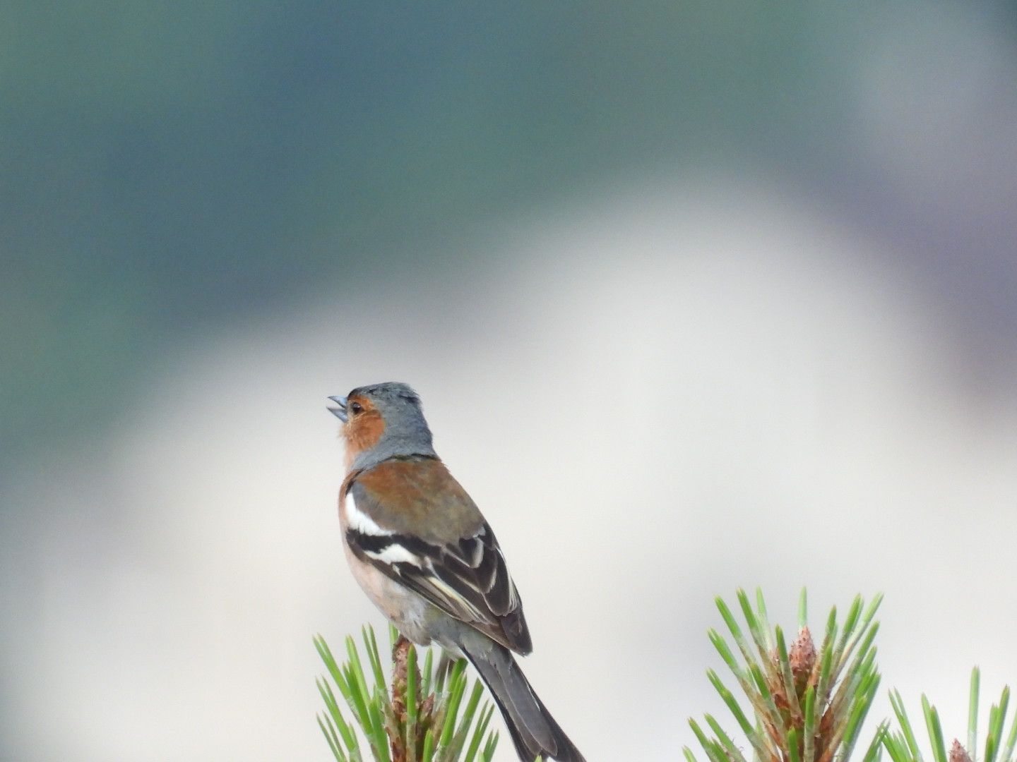 İspinoz » Common Chaffinch » Fringilla coelebs