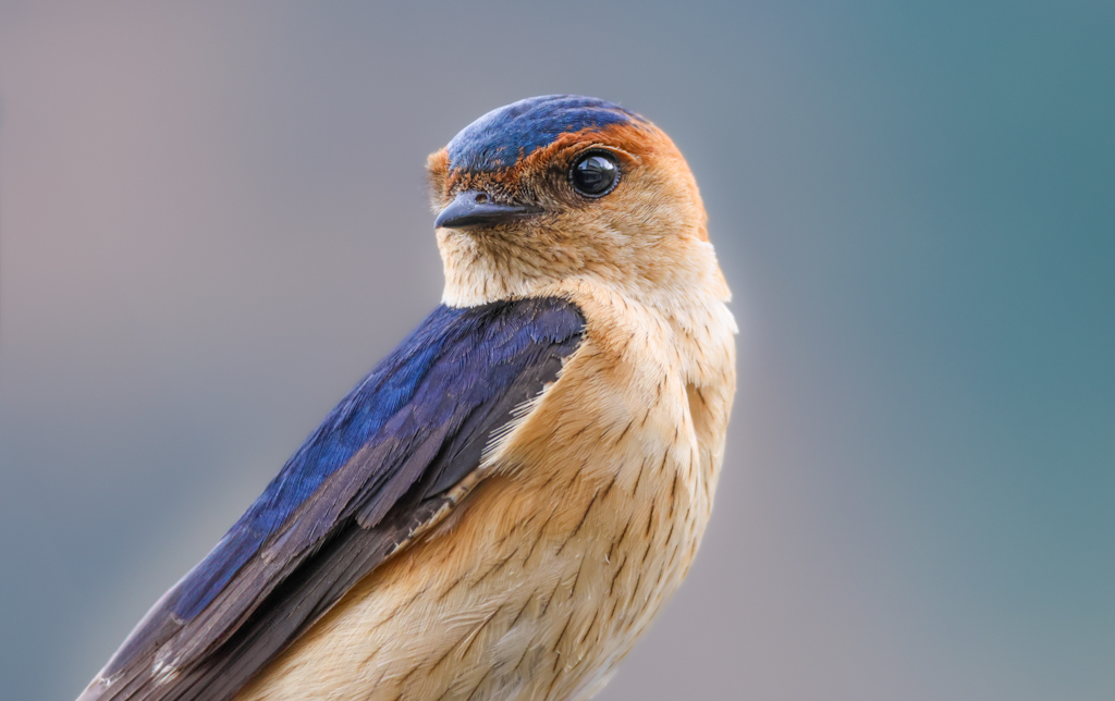 Kızıl kırlangıç » Red-rumped Swallow » Cecropis rufula