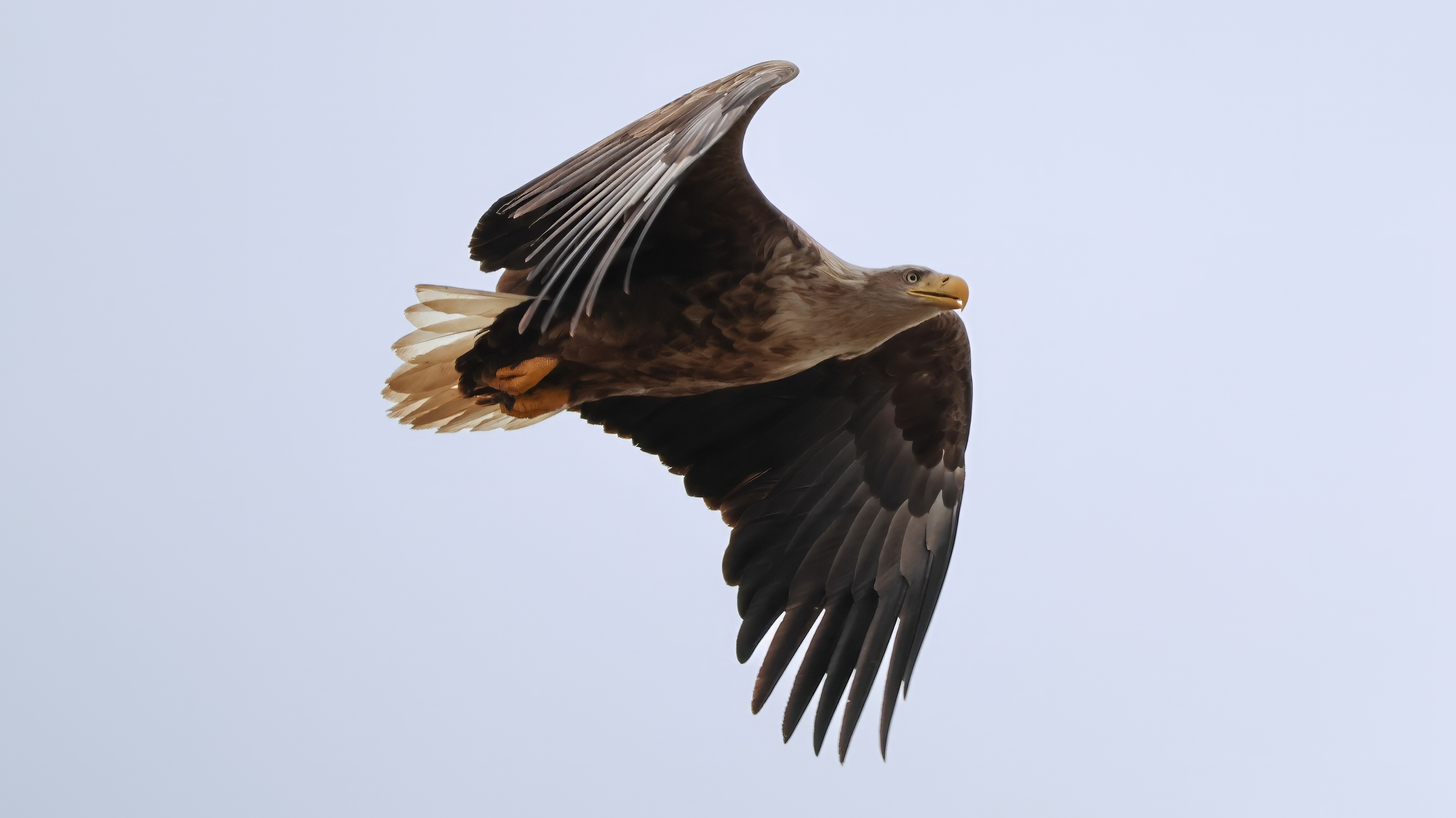 Akkuyruklu kartal » White-tailed Eagle » Haliaeetus albicilla