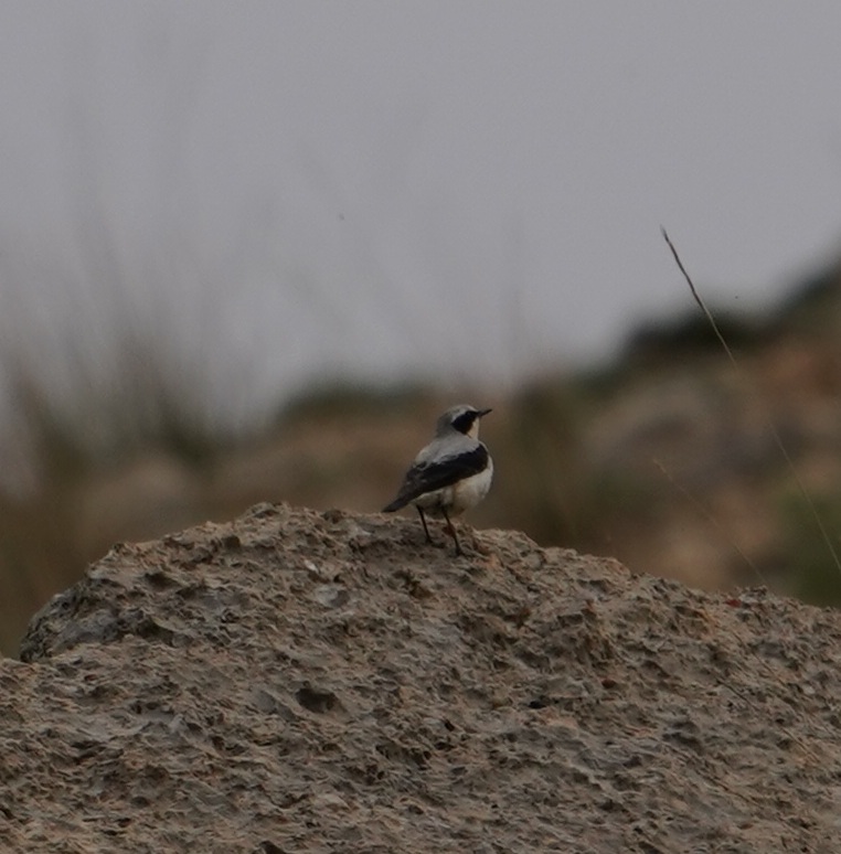 Kuyrukkakan » Northern Wheatear » Oenanthe oenanthe