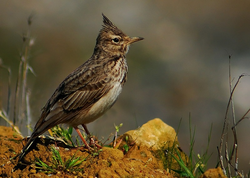 Tepeli toygar » Crested Lark » Galerida cristata