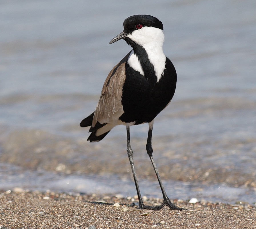 Mahmuzlu kızkuşu » Spur-winged Lapwing » Vanellus spinosus