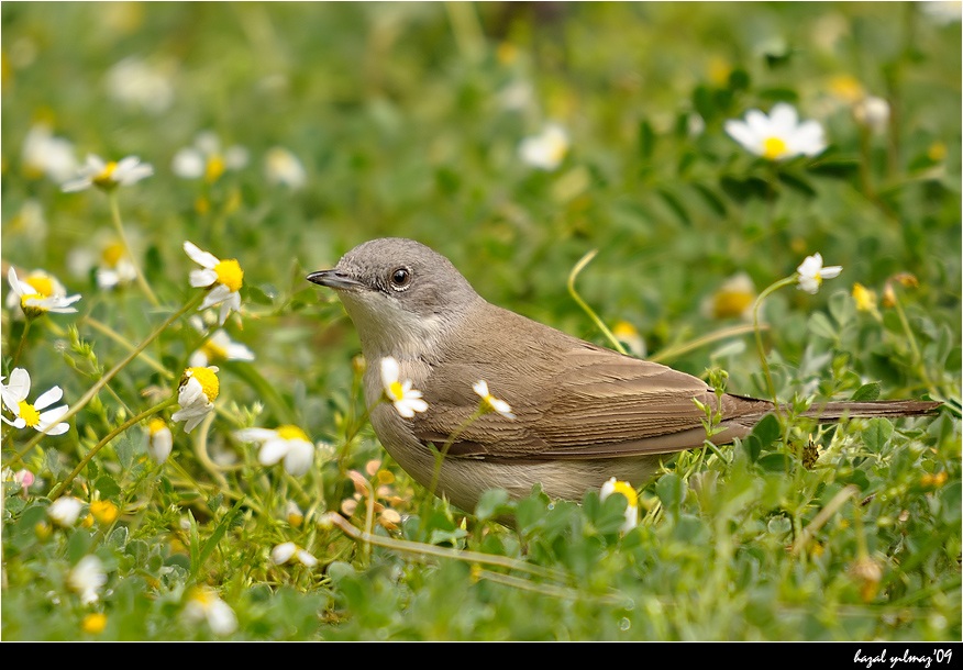 Küçük akgerdanlı ötleğen » Lesser Whitethroat » Sylvia curruca