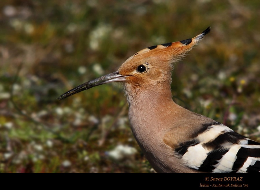 İbibik » Eurasian Hoopoe » Upupa epops