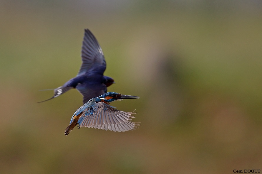 Yalıçapkını » Common Kingfisher » Alcedo atthis