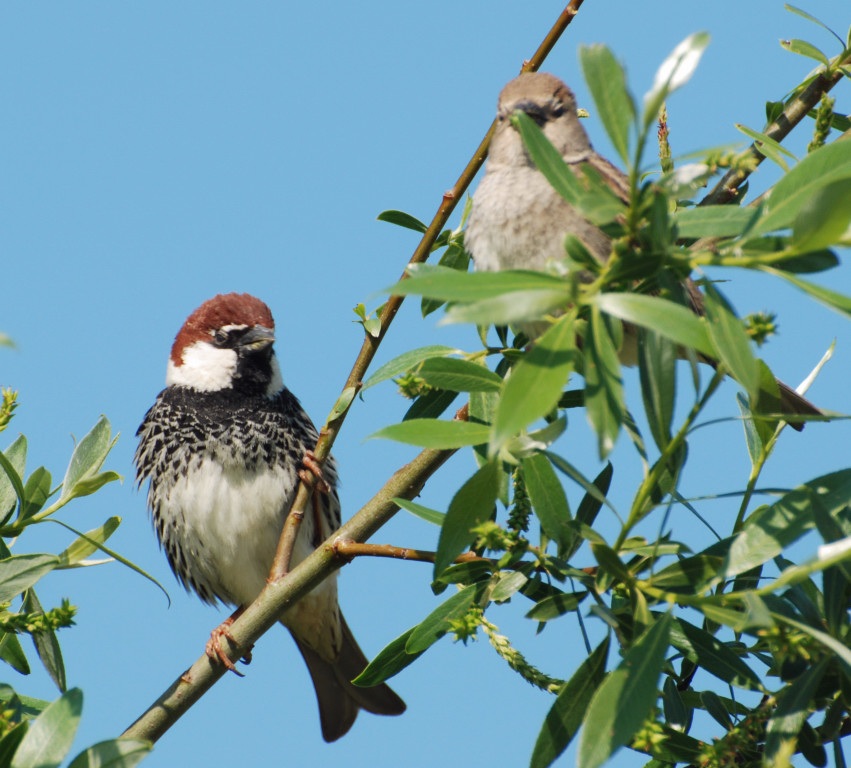 Söğüt serçesi » Spanish Sparrow » Passer hispaniolensis