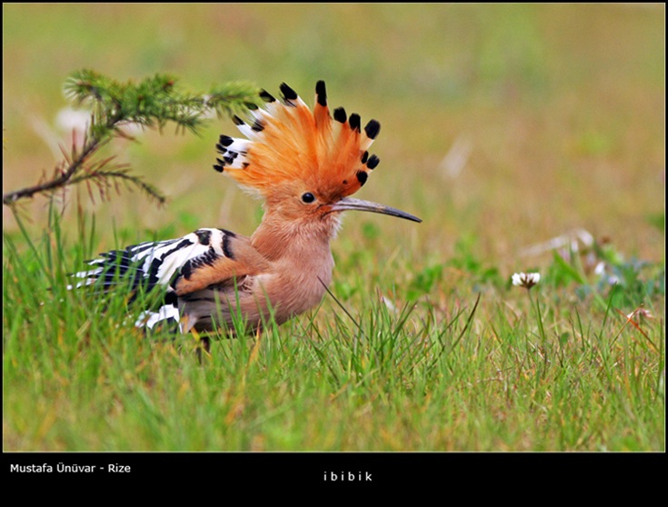 İbibik » Eurasian Hoopoe » Upupa epops