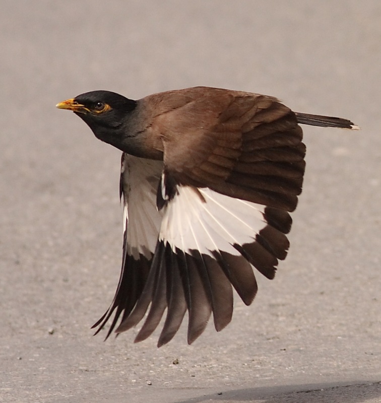 Çiğdeci » Common Myna » Acridotheres tristis